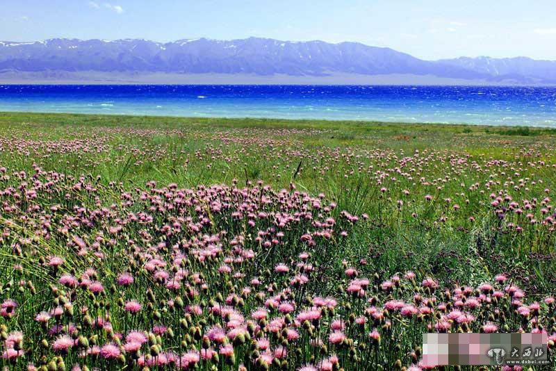 新疆赛里木湖进入最美季节 避暑旅游旺季到来