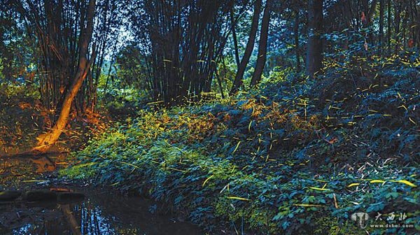 四川眉山青神现萤火虫美景