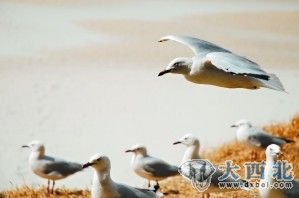 到激流岛 寻访诗人顾城最后的时光(组图)