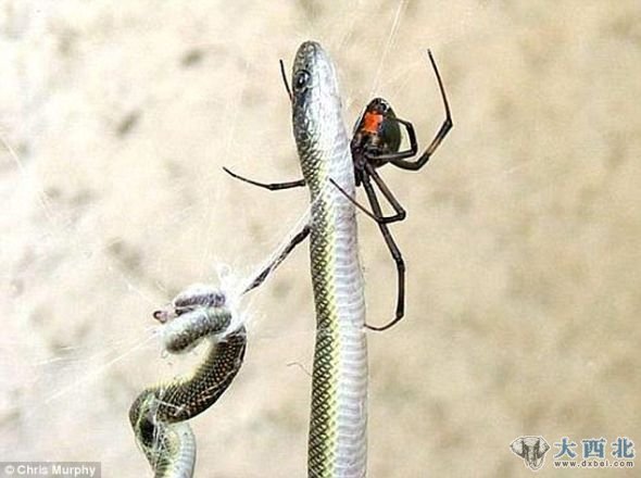 蜘蛛专家说，这是一只雌性棕色蜘蛛，它并不像黑寡妇那样致命
