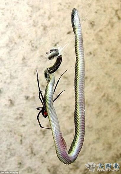 噩梦素材：这条蛇离开地面，悬在蜘蛛网上。这只蜘蛛移向蛇，以便将其杀死。