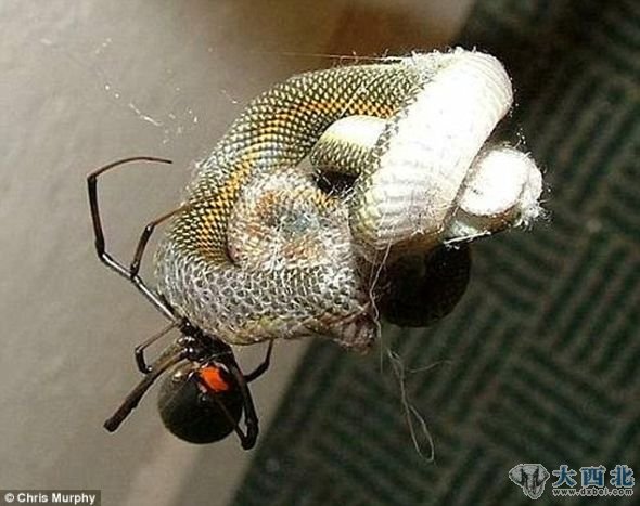 这只14厘米长的蜘蛛展开一项轻松工作，将蛇蜷成一团，以便更好地进食。