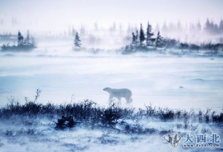 Wapusk国家公园里几乎聚集了全部野生北极熊