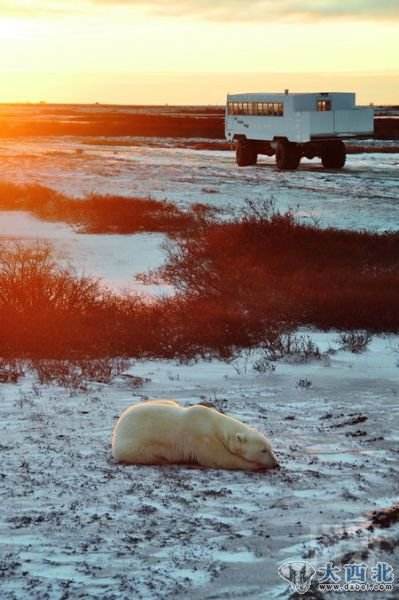 夕阳下小睡的白熊周身有圈金色轮廓