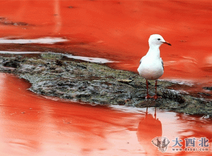 悉尼海滩爆发红藻呈现血红色海水