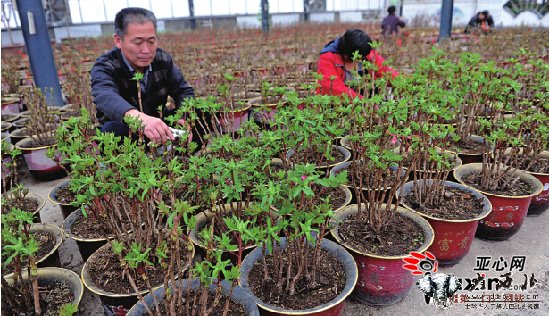 1500盆牡丹住进乌鲁木齐市植物园温室静待花开