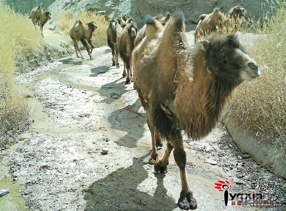 保护区加大监管 偷猎等非法活动减少 罗布泊20年多了100峰野骆驼