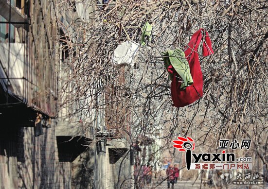 乌鲁木齐一市民反映不知谁家衣服不穿老扔到树上挂着