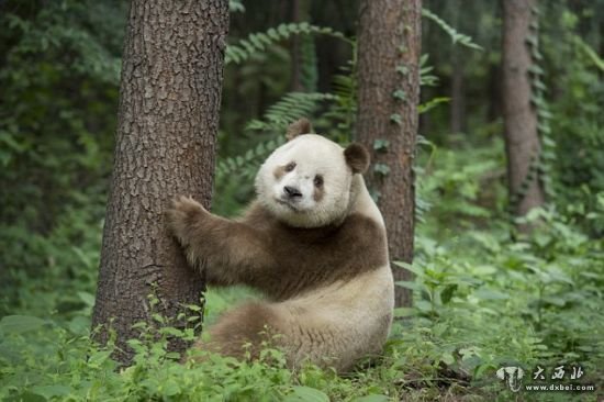 中国大陆熊猫多是黑白分明，但陕西却有一只棕白相间的熊猫。