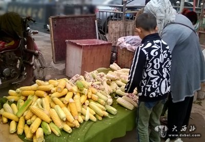 水果包谷将淡出市场