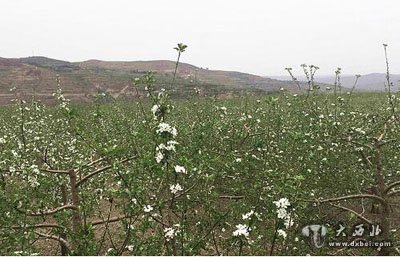 静宁大手笔推动苹果文化旅游产业