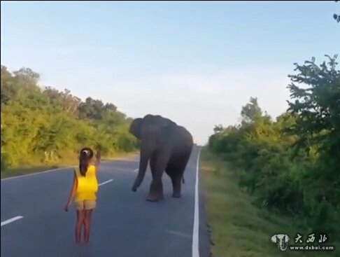 震惊！斯里兰卡女孩用手势控制住野生大象
