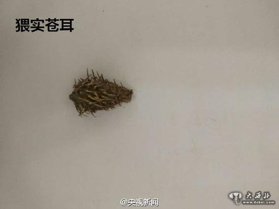 辽宁口岸首次截获检疫性有害生物猥实苍耳