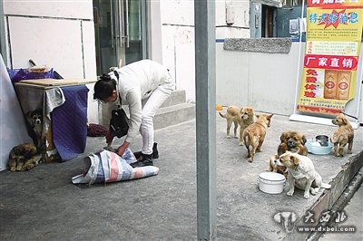 小区内的流浪狗