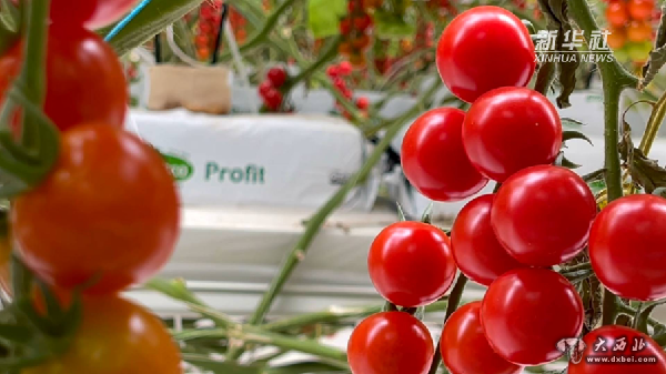 “戈壁西红柿” 科技富农路